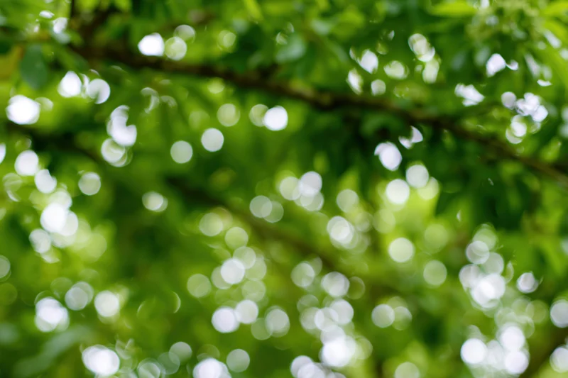 Defocused green garden foliage filling the frame with bokeh light spots