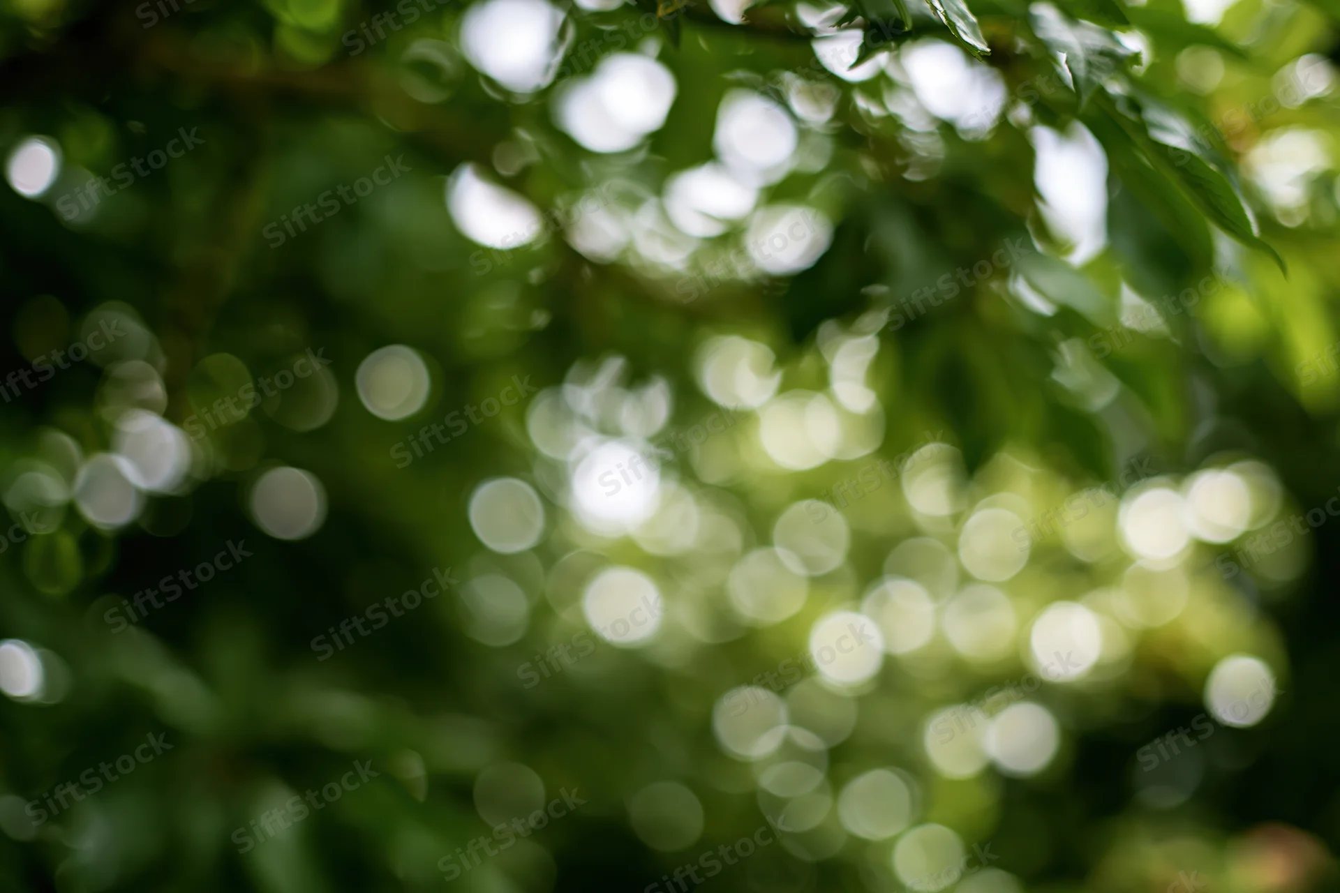 Defocused garden foliage filling the frame with soft green bokeh and dappled sunlight