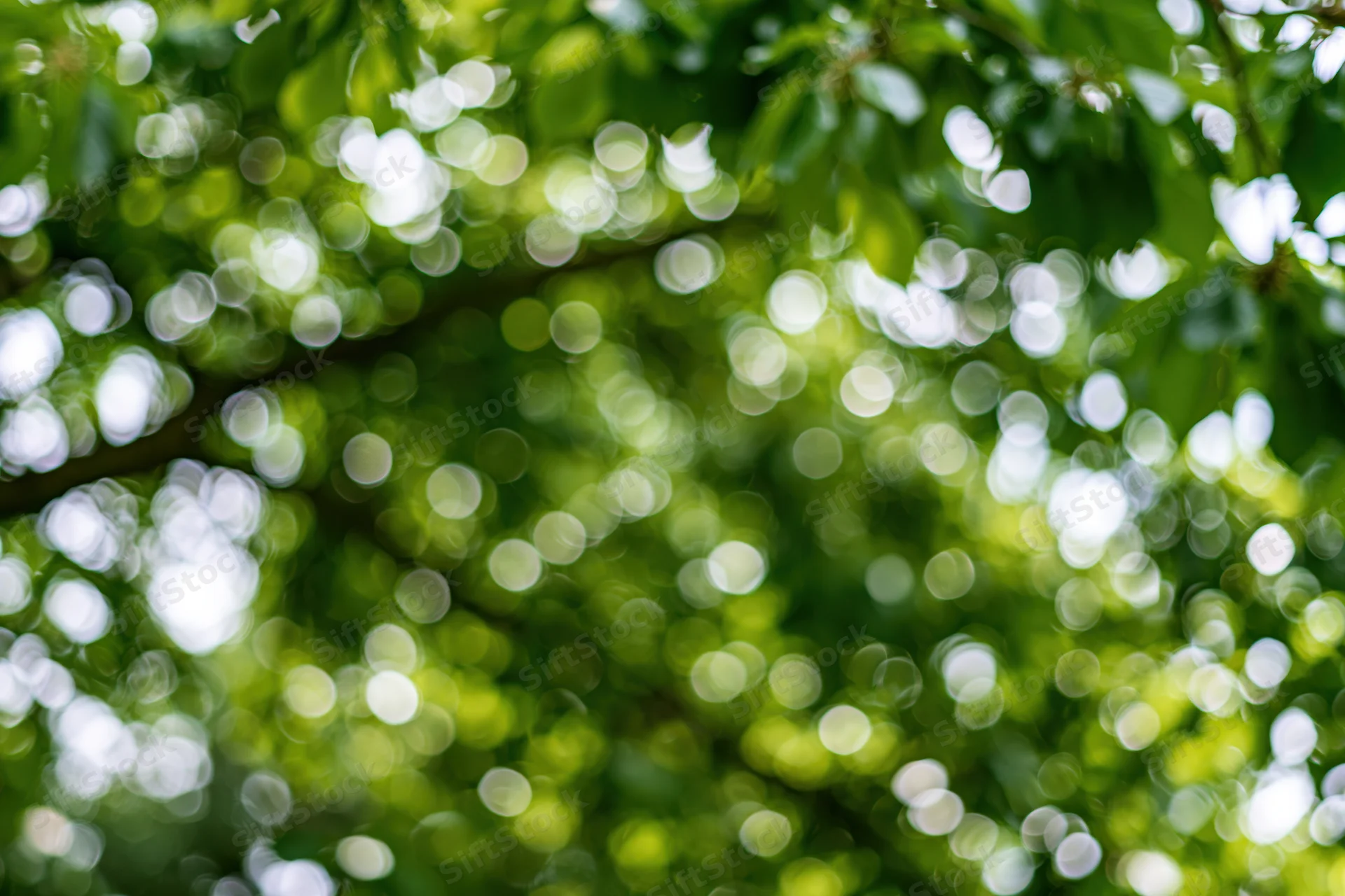 Defocused green garden foliage filling the frame with bokeh light circles