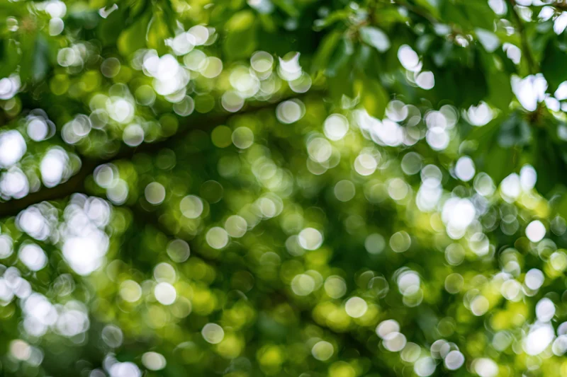 Defocused green garden foliage filling the frame with bokeh light circles
