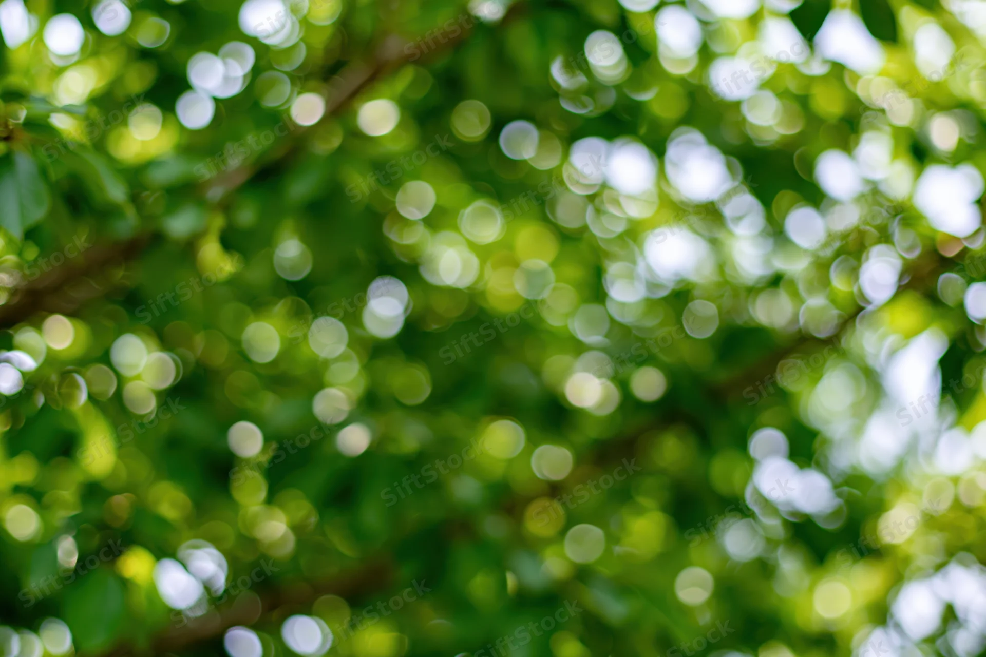 Defocused green garden foliage filling the frame with soft bokeh light circles