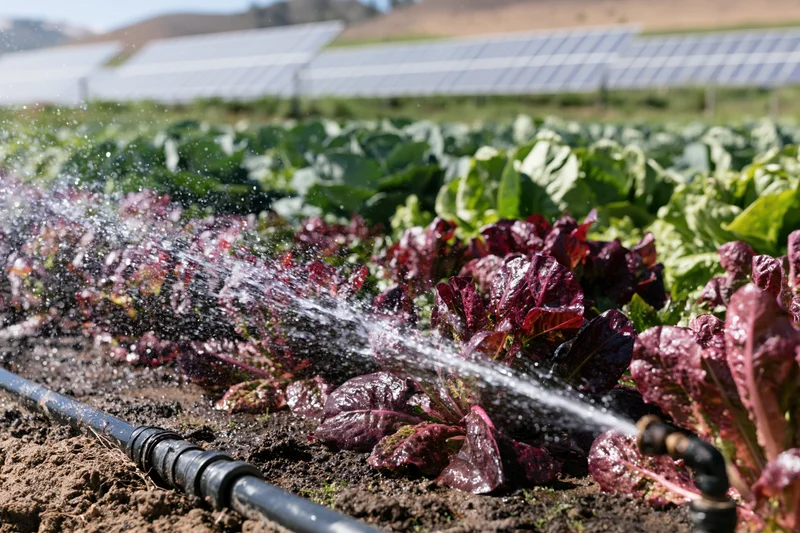 Irrigation sprinkler watering rows of red and green lettuce in a farm field