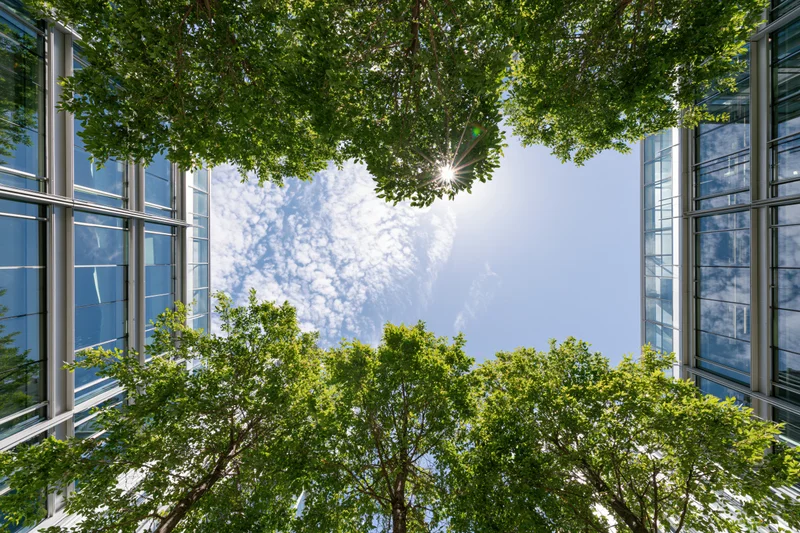 Upward view through green tree canopy between modern glass buildings in urban courtyard