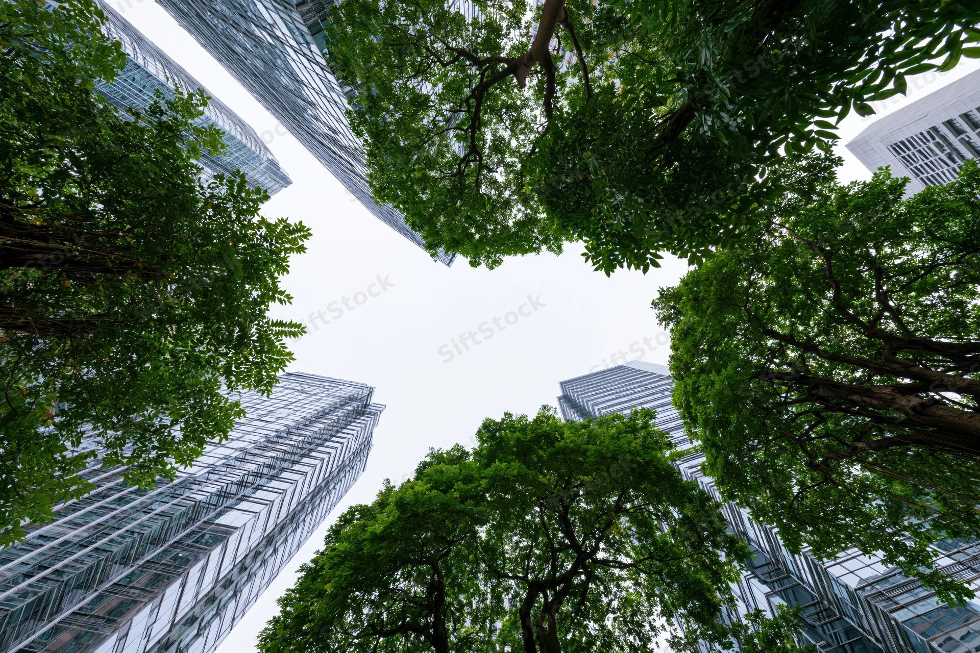 Upward view of modern glass skyscrapers and green trees in an urban city setting