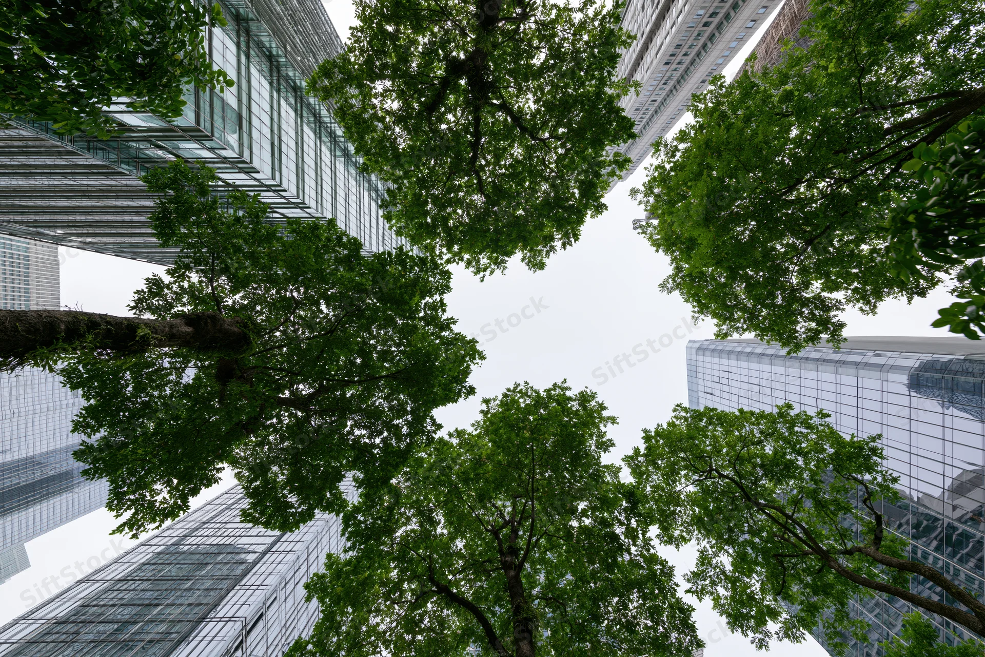 Upward view of tall glass skyscrapers and green trees in a city center