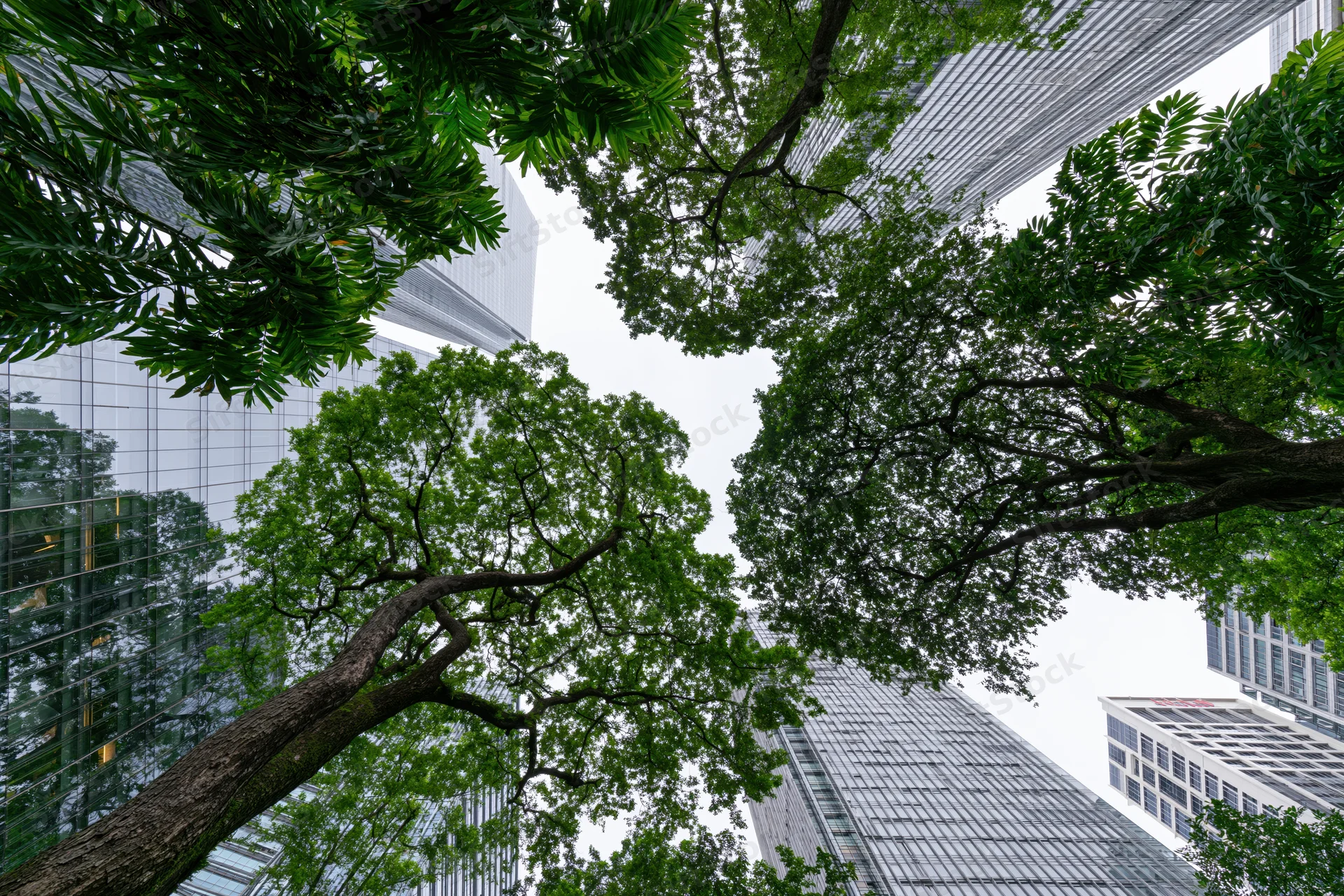 Upward view of trees and modern glass skyscrapers in a city street