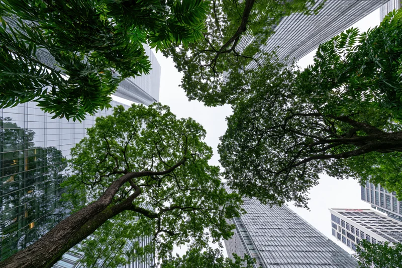 Upward view of trees and modern glass skyscrapers in a city street