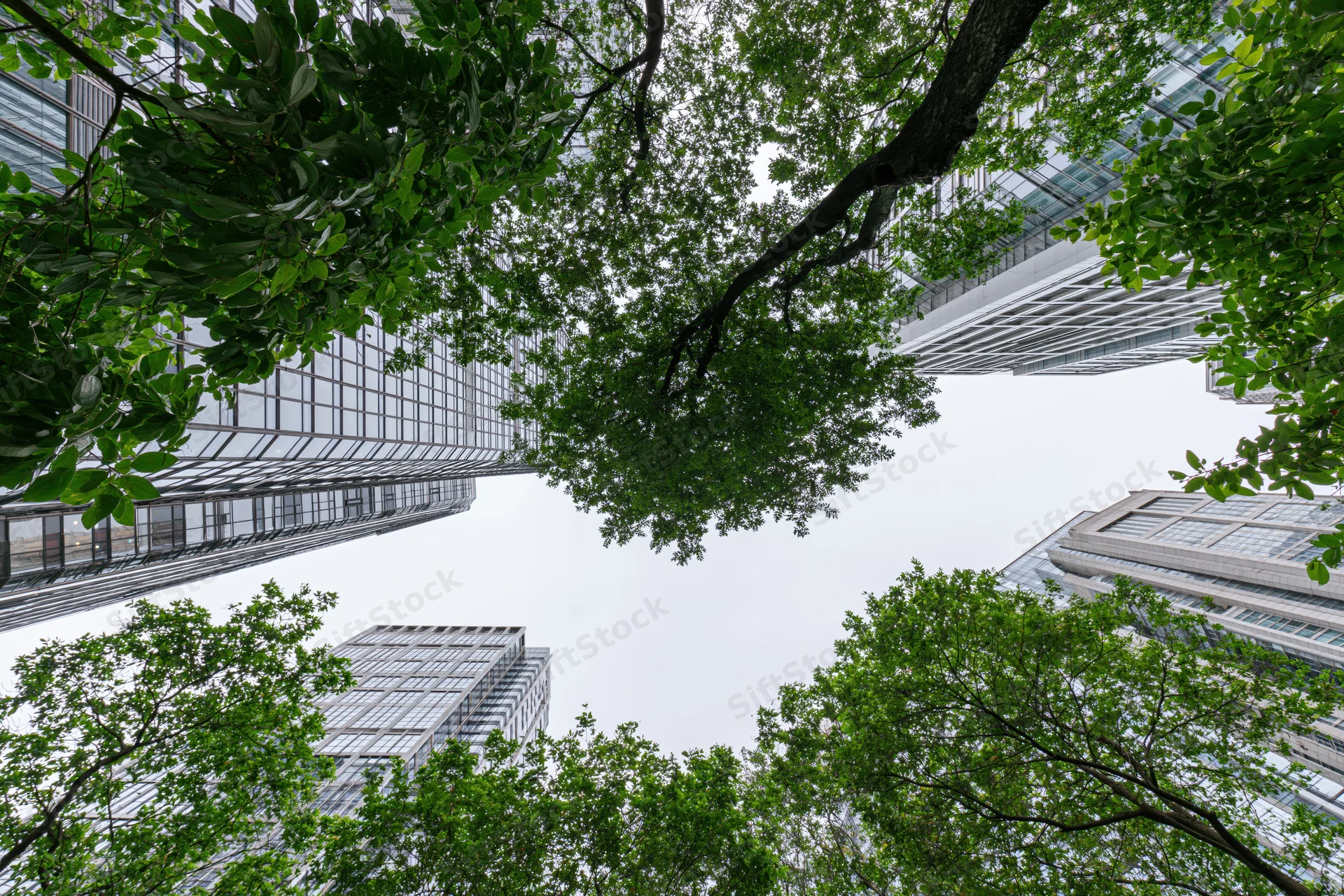 Upward view through green tree canopy between modern glass skyscrapers in urban city setting