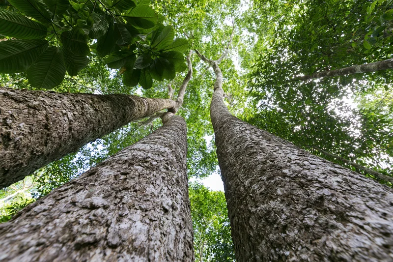 Towering trees viewed from below through dense green canopy in tropical forest