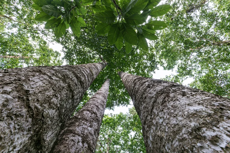 Upward view through towering tree trunks and dense green canopy in a tropical forest