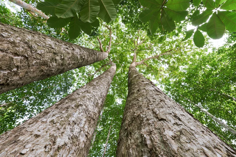 Upward view through towering tree trunks and dense green canopy in a tropical forest