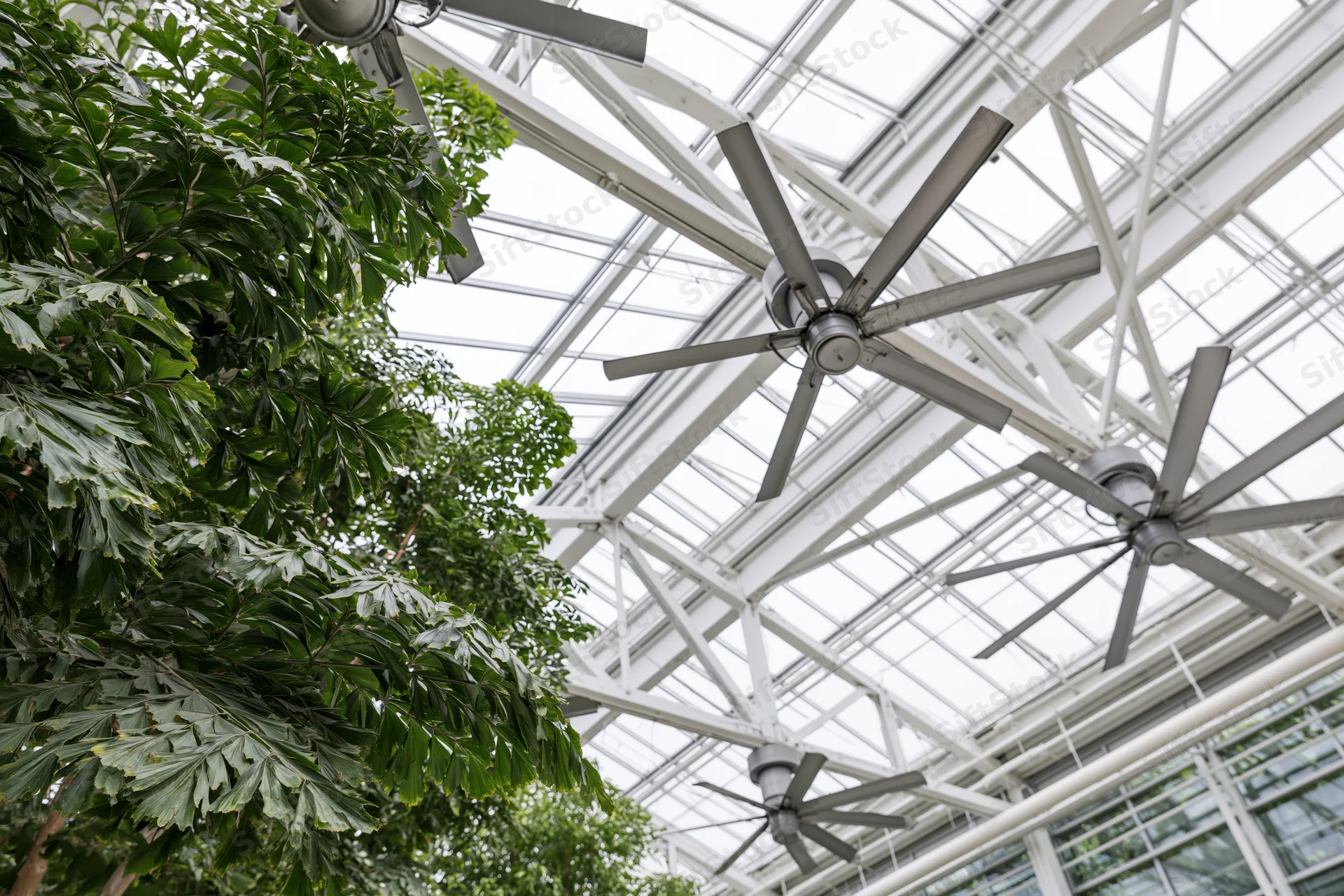 Glass-and-steel greenhouse ceiling with ceiling fans and tropical foliage visible below