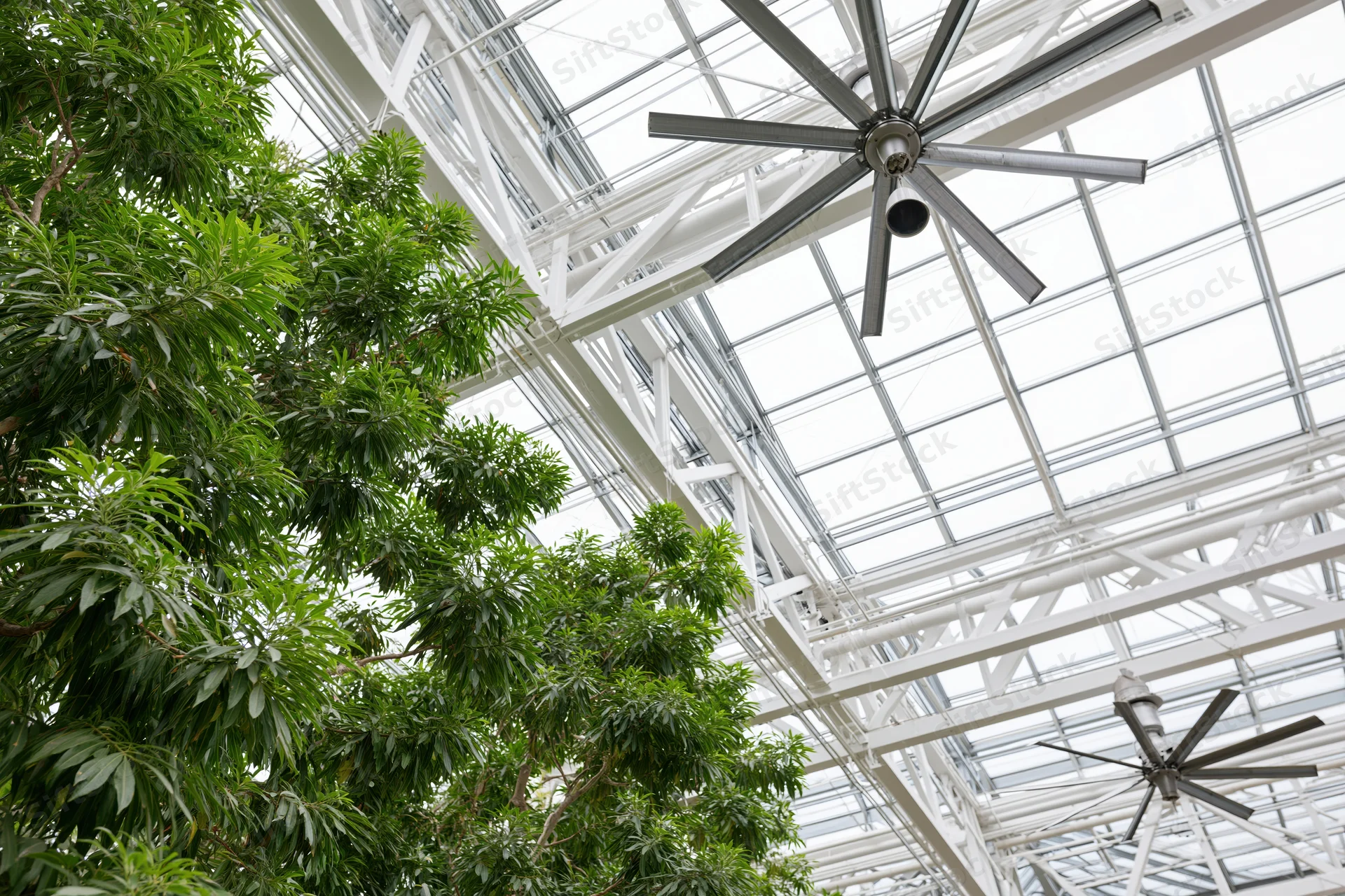 Lush green foliage growing under a glass and steel greenhouse roof with ceiling fans and structural beams