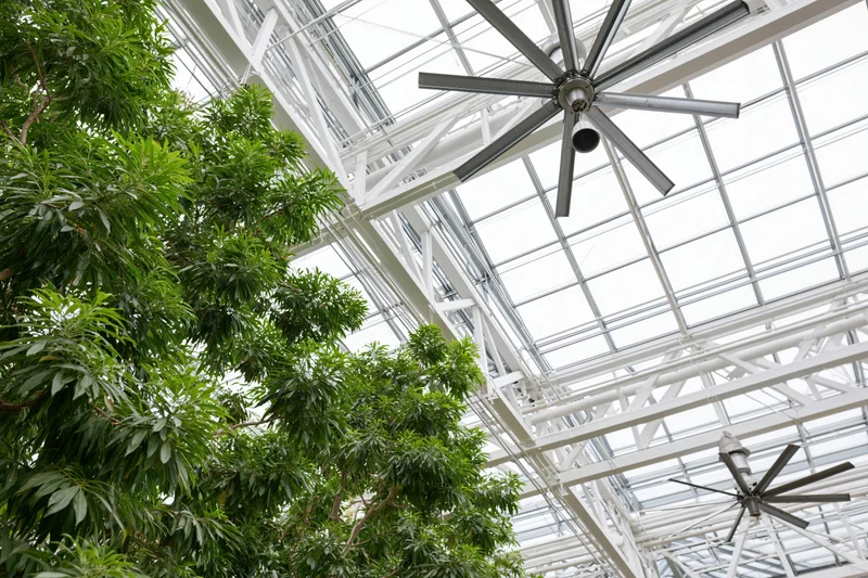 Lush green foliage growing under a glass and steel greenhouse roof with ceiling fans and structural beams