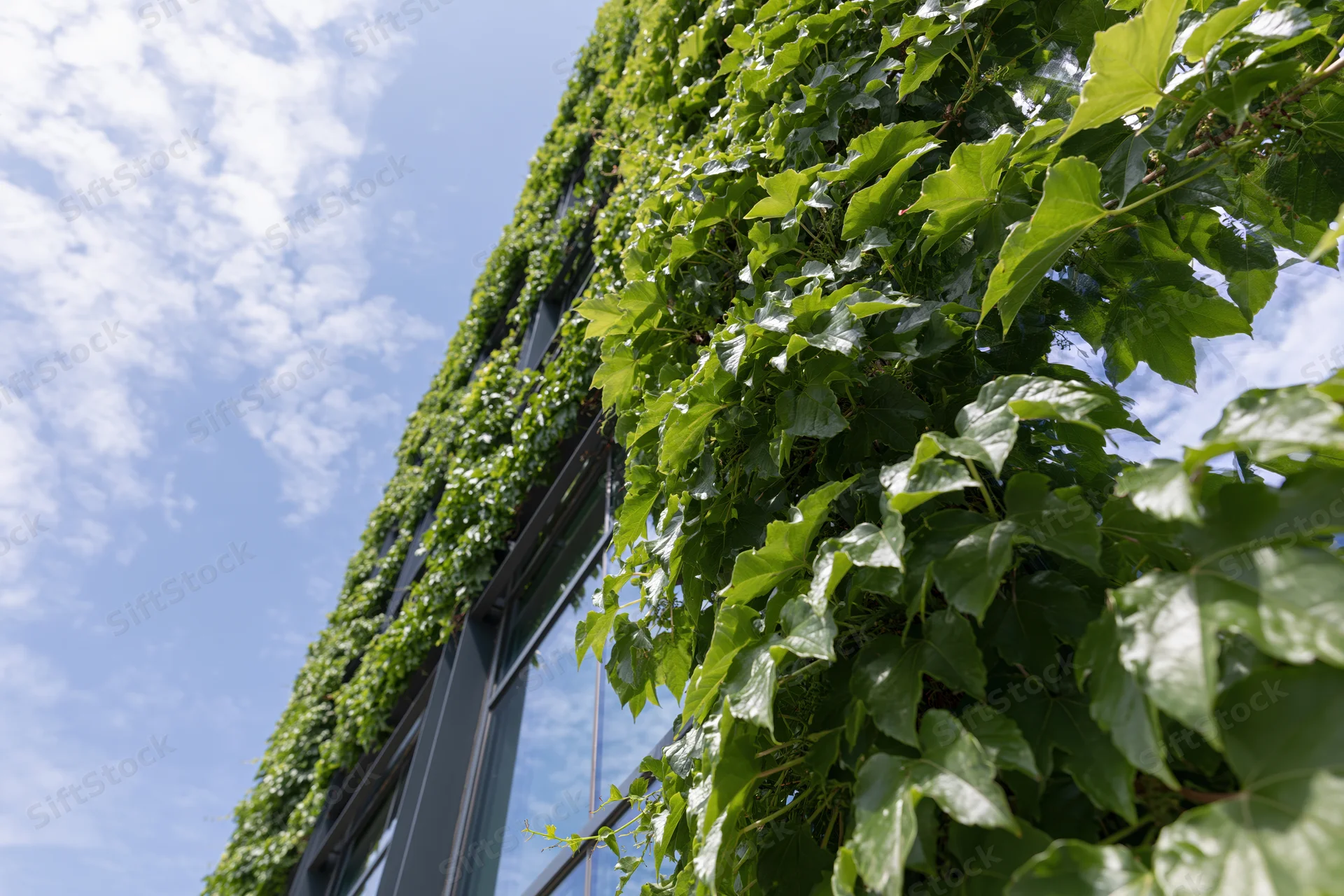 Dense green ivy climbing a modern building facade under a blue sky