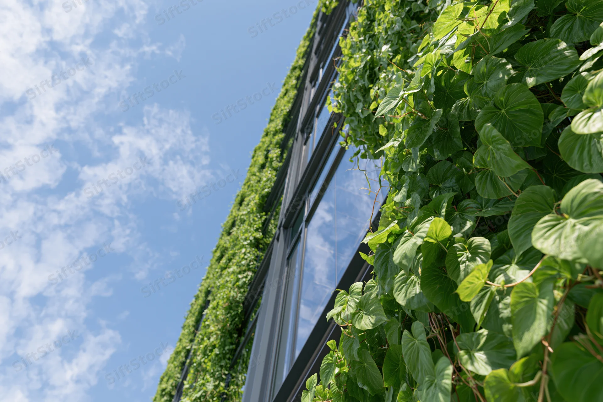 Dense green climbing vines cascading down a modern building facade under a blue sky