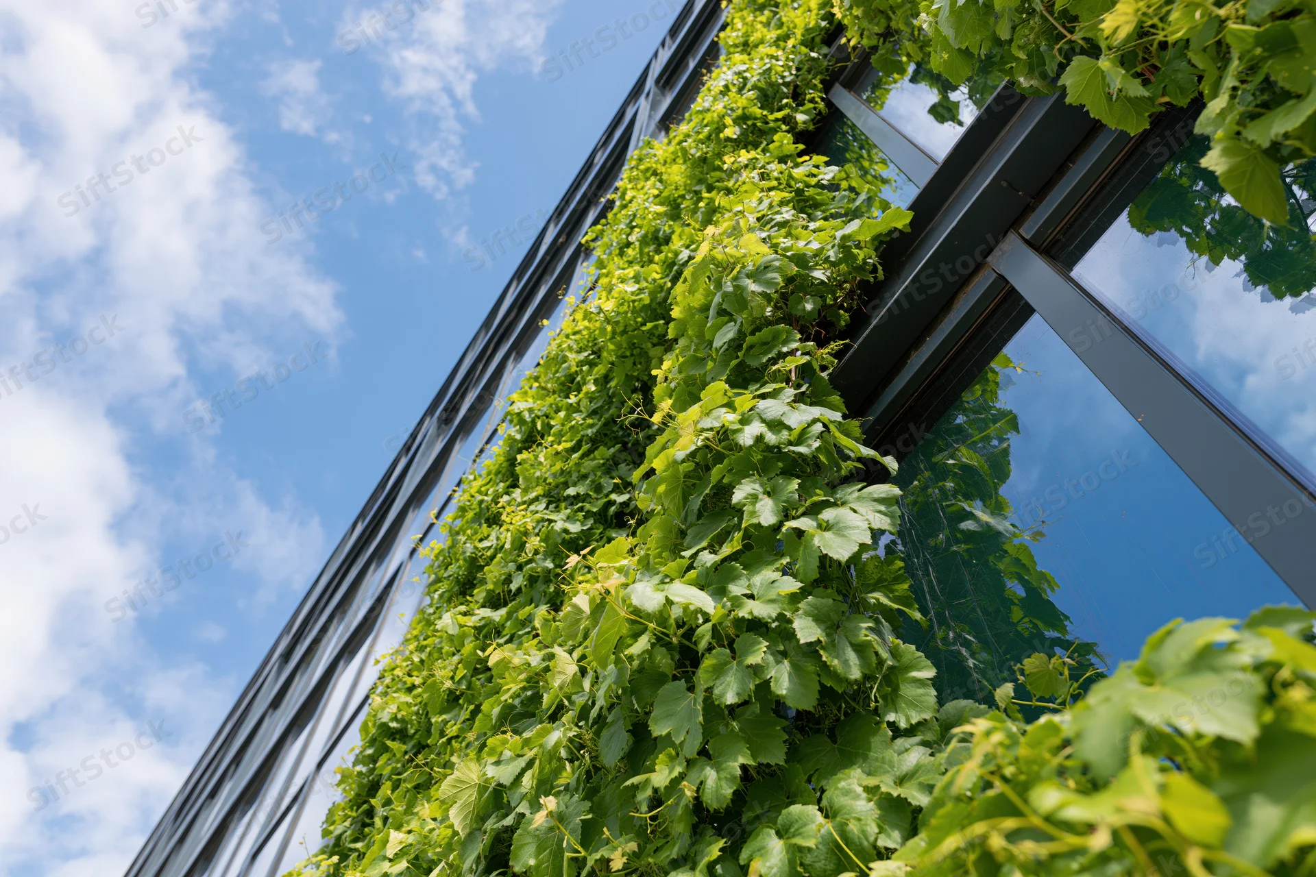 Dense green climbing vines cascading up a modern building facade with glass windows and metal framing under a blue sky