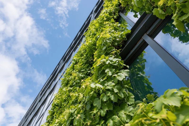 Dense green climbing vines cascading up a modern building facade with glass windows and metal framing under a blue sky