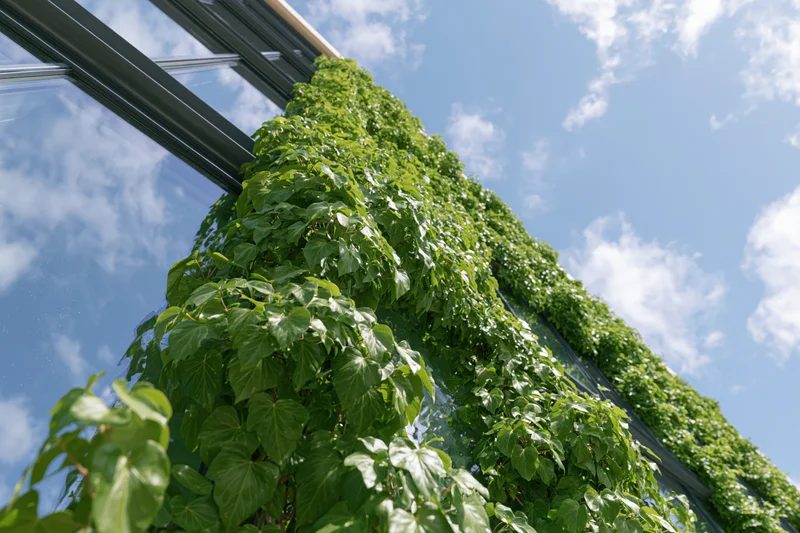 Dense green ivy vines cascading down a glass building wall under a blue sky