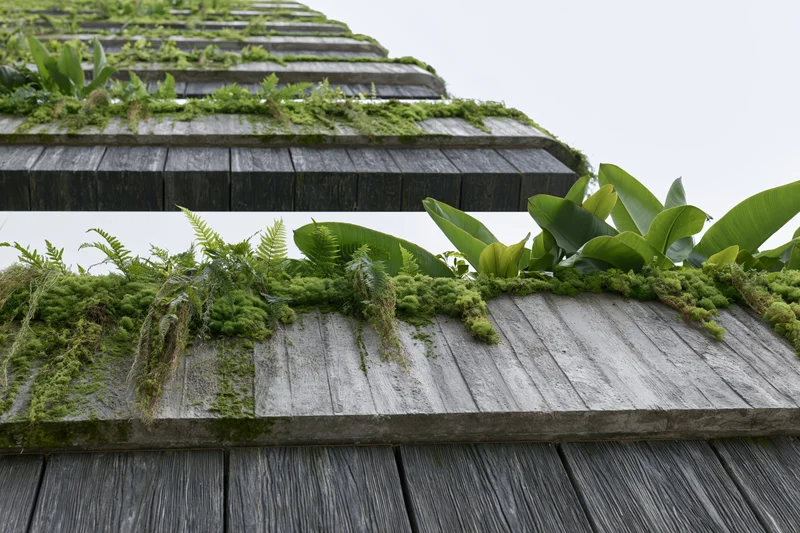 Tiered wooden roof structure covered in moss and ferns with broad green leaves, viewed from below against an overcast sky