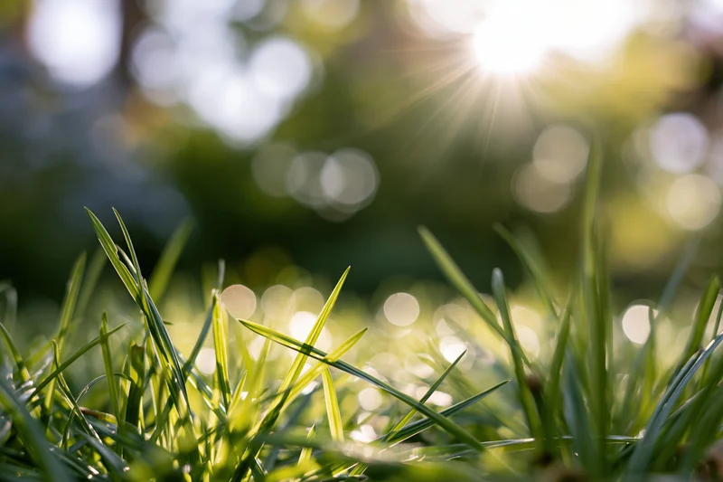 Close-up of green grass blades in sunlight with blurred background and sun flare