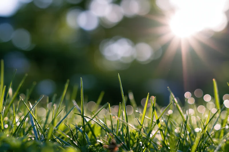 Closeup of fresh green grass blades in sunlight at ground level with blurred background