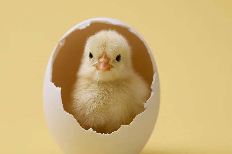 Newborn chick sitting inside a cracked white eggshell against a yellow background