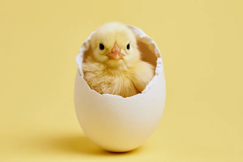 Newborn chick sitting inside a cracked white eggshell on yellow background