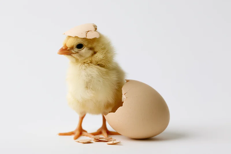Newly hatched yellow chick standing upright next to broken eggshell on white background