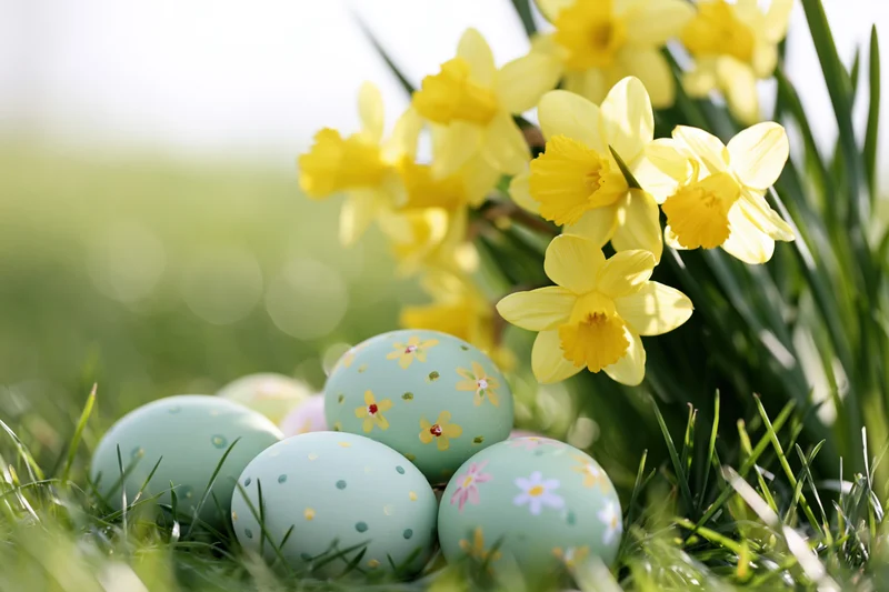 Pastel-painted easter eggs scattered in fresh green grass beside blooming daffodils