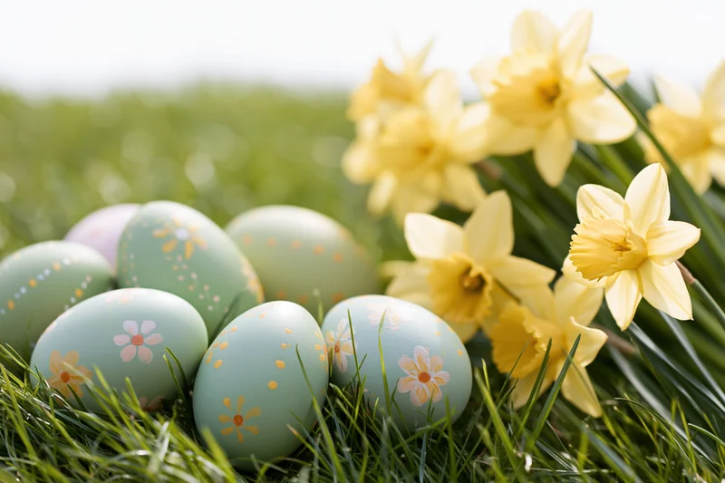 Pastel-painted easter eggs scattered in fresh green grass beside blooming daffodils