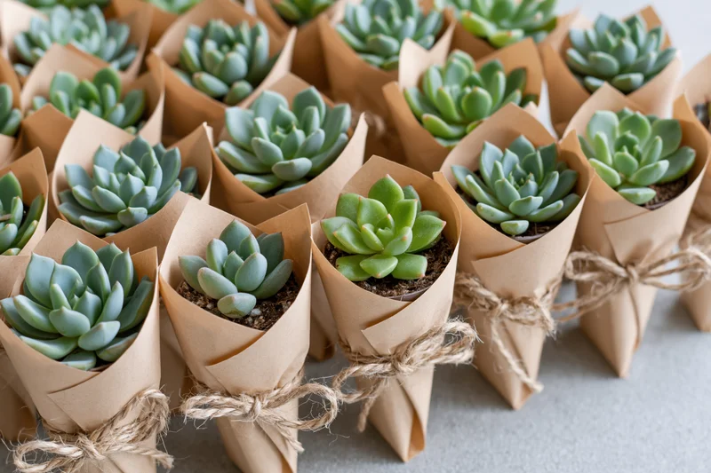Rows of small potted succulents wrapped in folded kraft paper and tied with twine, arranged on a flat surface
