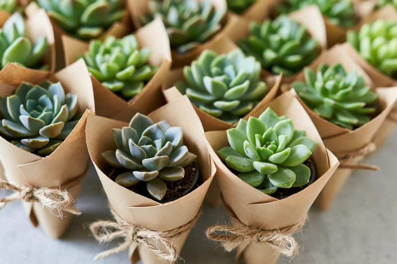 Rows of small potted succulents wrapped in folded kraft paper and tied with twine, arranged on a gray surface