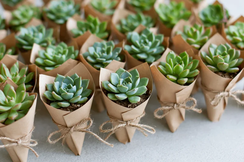 Rows of small potted succulents wrapped in folded kraft paper and tied with twine, arranged on a flat surface