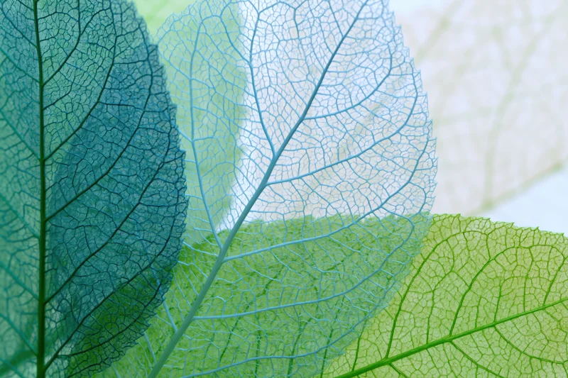 Translucent skeleton leaves layered and overlapping in soft green and blue tones