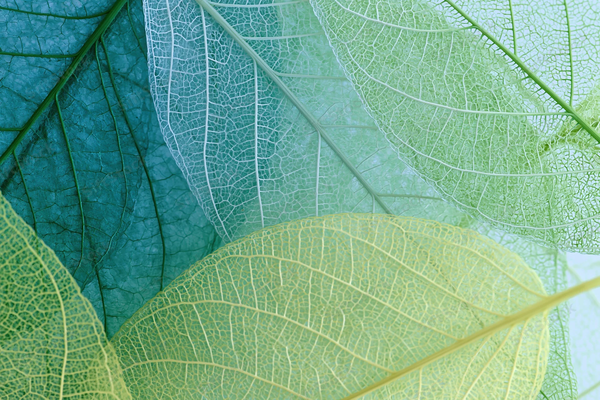 Translucent skeleton leaves layered and overlapping in a botanical arrangement