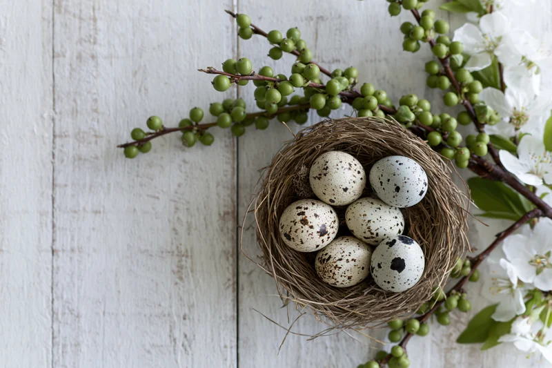 Small birds nest filled with speckled quail eggs surrounded by blossoming branches on a white wooden surface
