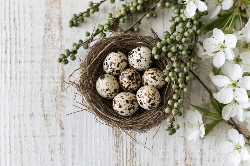 Quail eggs in a woven nest surrounded by blooming branches on a white wooden surface