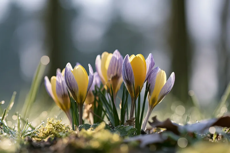 Small cluster of purple-striped and yellow crocus flowers blooming in a forest floor setting with moss and grass in spring sunlight