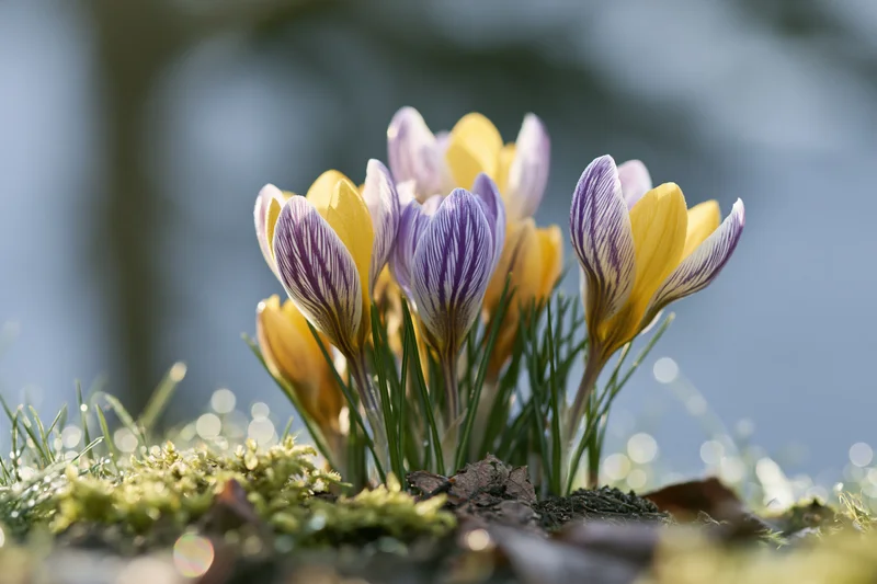 Small cluster of purple-striped and yellow crocus flowers blooming in mossy ground with soft sunlight and bokeh background