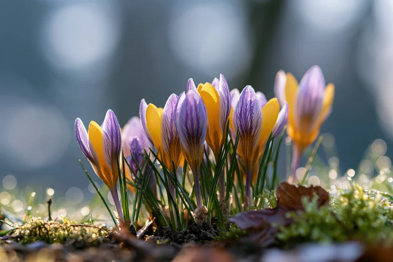 Small cluster of purple-striped and yellow crocus flowers blooming in mossy soil with soft bokeh background