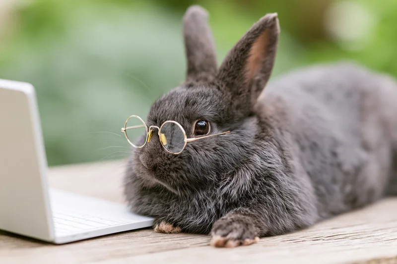 Grey rabbit wearing round gold glasses lying on wooden table beside laptop outdoors