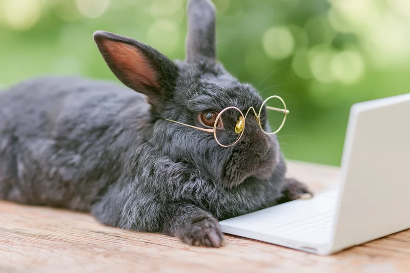 Dark grey rabbit wearing round gold-framed glasses using laptop on wooden table outdoors