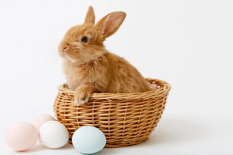 Small fluffy ginger rabbit sitting upright in a woven wicker basket with pastel eggs beside it on white background