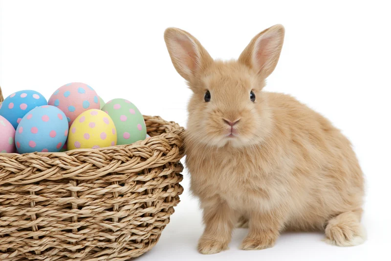 Fluffy ginger rabbit sitting upright beside a woven basket filled with pastel polka-dotted easter eggs on white background