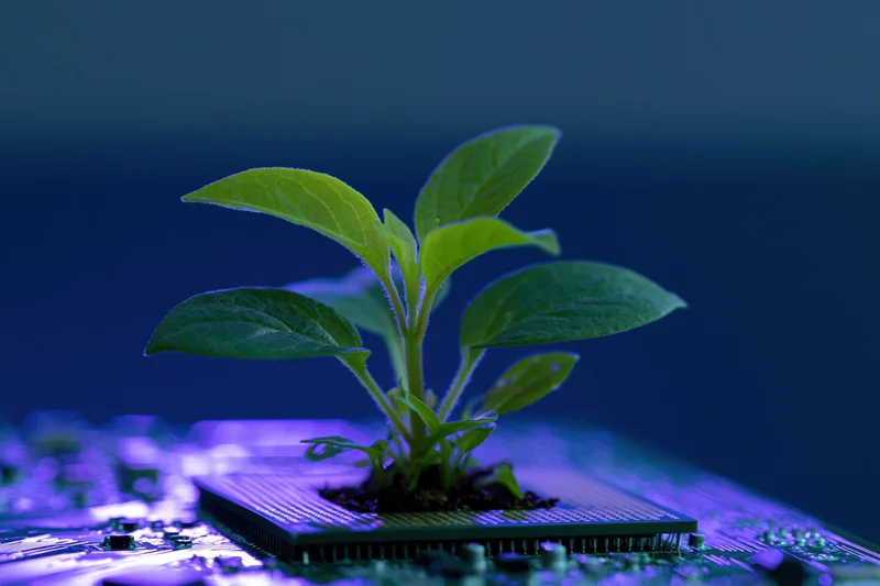 Small green plant growing from a computer circuit board under purple light