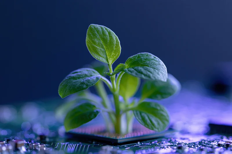 Small green plant growing from a computer circuit board