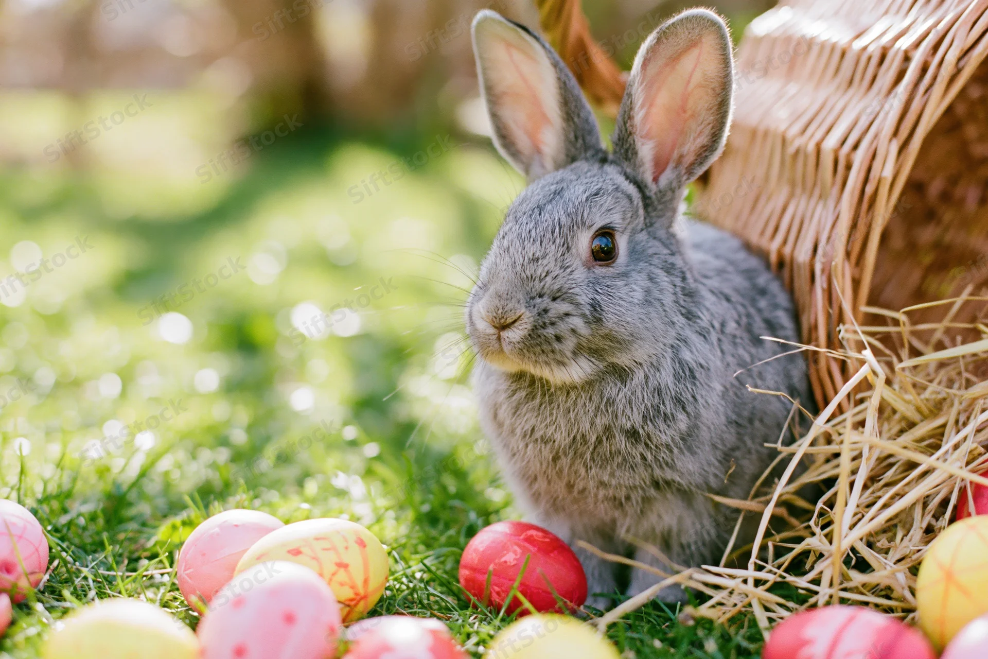 Small grey rabbit sitting beside a tipped-over wicker basket filled with hay and colorful decorated eggs on green grass