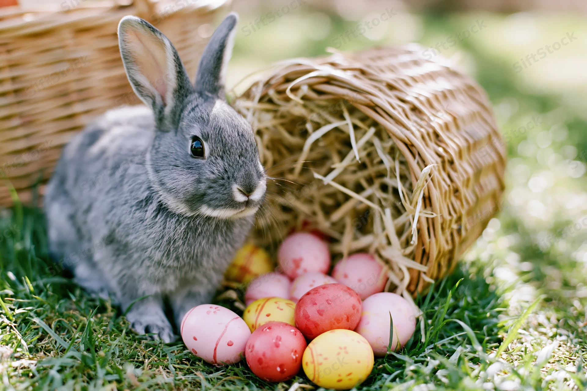 Small grey rabbit sitting beside a tipped-over wicker basket filled with colorful decorated eggs on grass