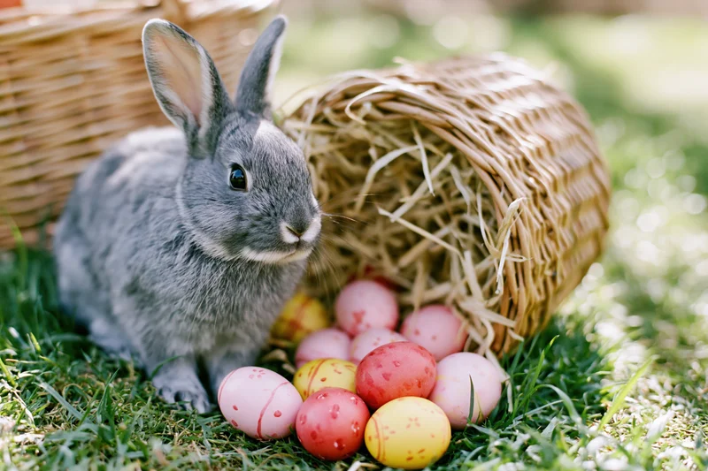 Bunny in the Meadow with Colorful Easter Eggs and a Fallen B